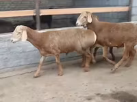 كبش, Edilbay sheep — الصورة 3