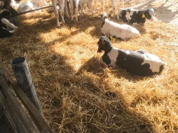 காளை, Swiss cattle