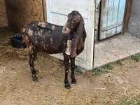 Ziege, Kamori goats — Foto 3