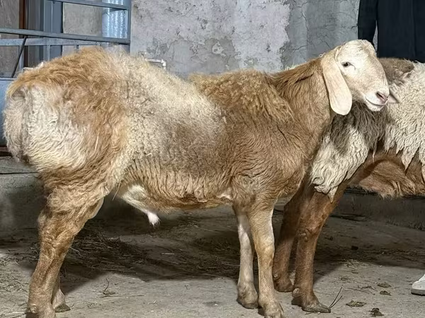 Beran, Ovce