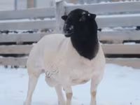 Widder, Dorper sheep — Foto 1