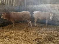 Býk, Blonde d’Aquitane cattle — foto 3