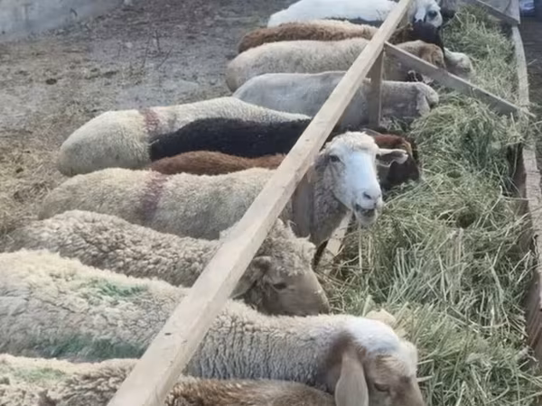 Sheep, Sheep