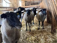 பெண் ஆடு, Baerchuke sheep — புகைப்படம் 1
