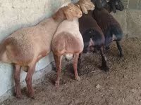 ஆண் ஆடு, Arashan sheep — புகைப்படம் 3