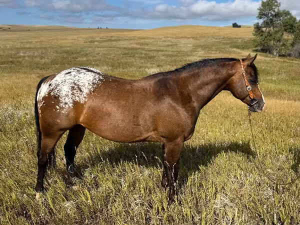 Kůň, Horses of Sable Island