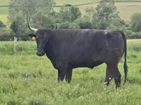 Cow, Wagyu — photo 5