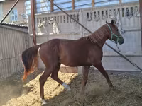 Kůň, Arabian horse — foto 2
