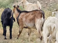 Ziegenbock, Ziegen — Foto 4