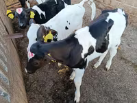 Toro, Raza Holstein — foto 2