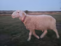 公羊, Assaf sheep — 照片 5