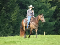 حصان, Quarter Horse — الصورة 4