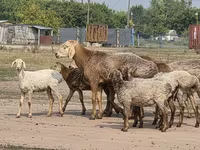 Widder, Hissar sheep — Foto 1