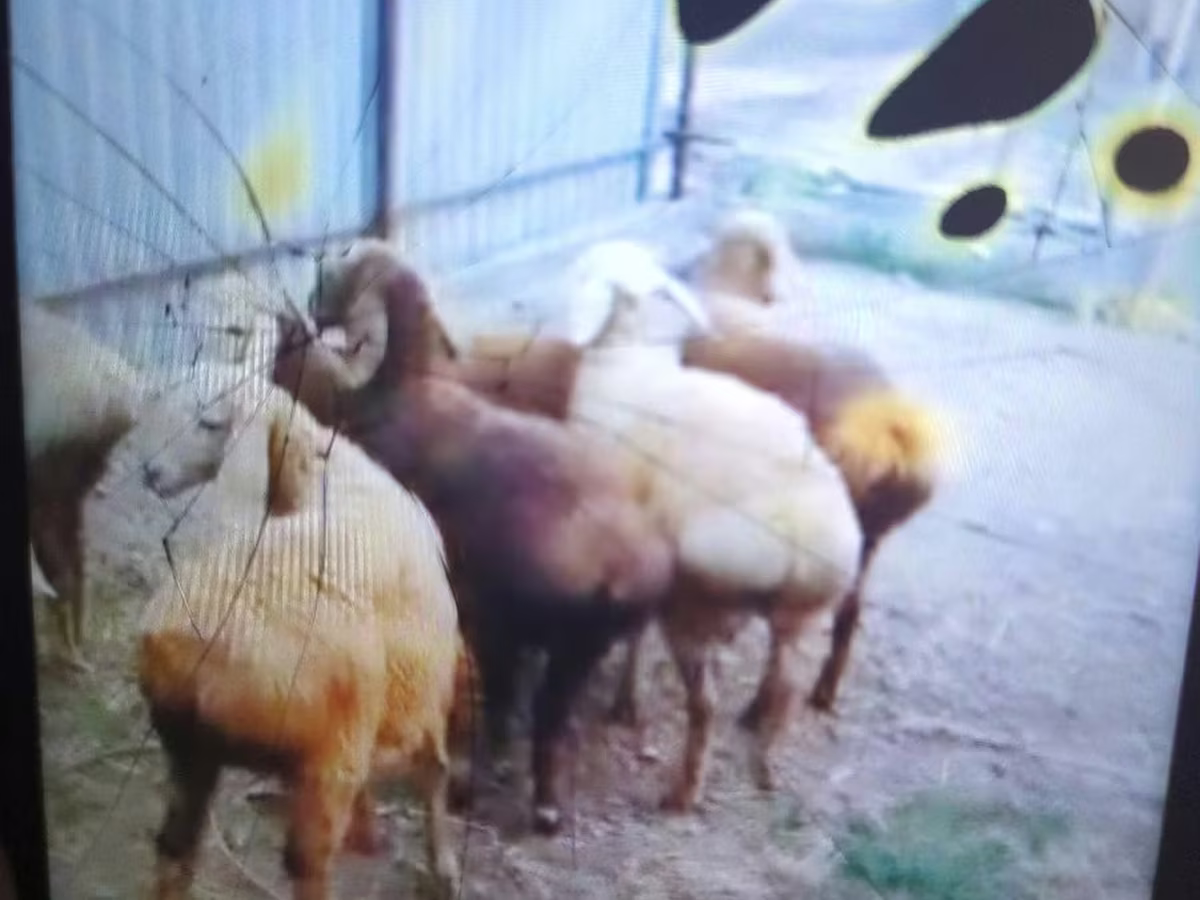 Arashan sheep