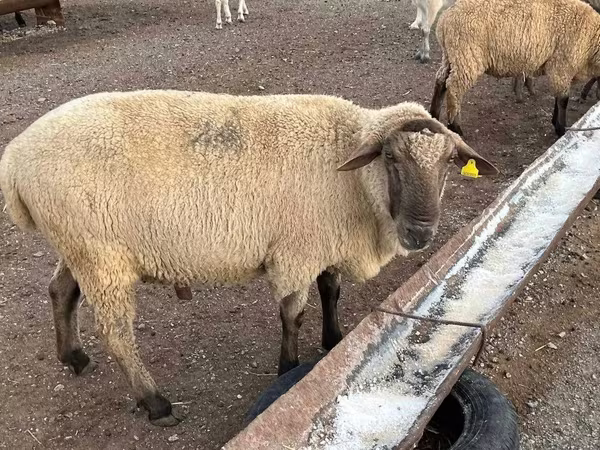 मेढ़ा, Hampshire sheep