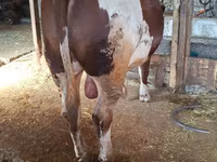 Bull, Simmental cattle — photo 2