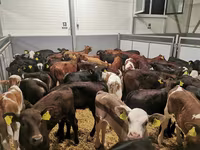 Bull, Cattle — photo 2