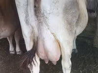 بقرة, Swiss cattle — الصورة 2