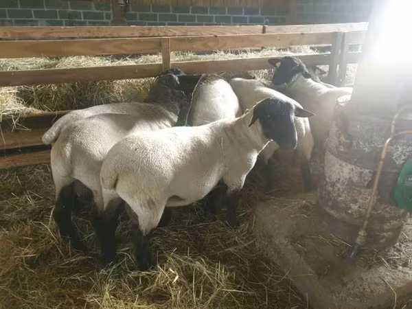 Oveja, Baerchuke sheep