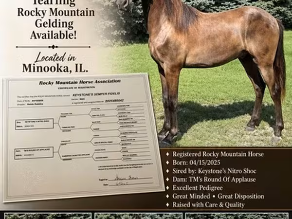 Kůň, Rocky Mountain Horse