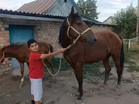 Yegua, Thoroughbred horse — foto 6