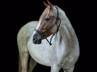 Yegua, Quarter Horse — foto 3