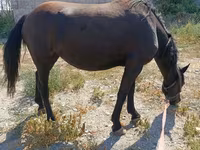 فرس, Skyros Pony — الصورة 3