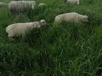 Ram, Merino sheep — photo 4