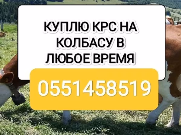 گاو