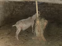 बकरी, Alpine goat — फ़ोटो 6