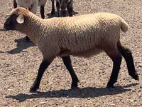 मेढ़ा, Hampshire sheep — फ़ोटो 6