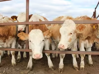 காளை, Simmental cattle — புகைப்படம் 2