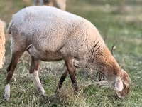 Schaf, Kuibyshev sheep — Foto 7