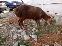 பெண் ஆடு, Arashan sheep — புகைப்படம் 2