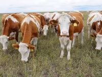 காளை, Simmental cattle — புகைப்படம் 1