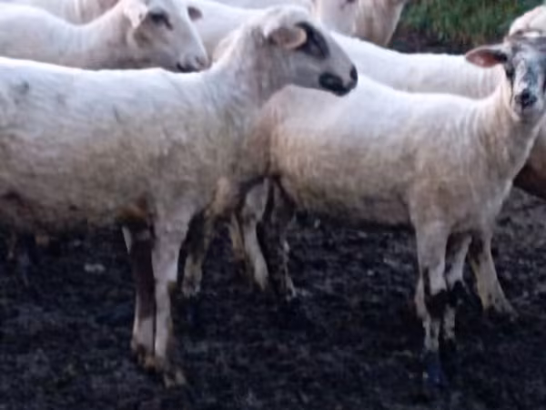 Ovce, Tsigai sheep