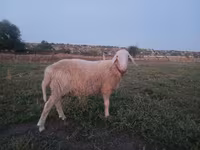 公羊, Assaf sheep — 照片 3