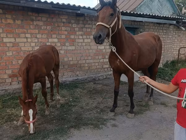 பெண் குதிரை, Thoroughbred horse