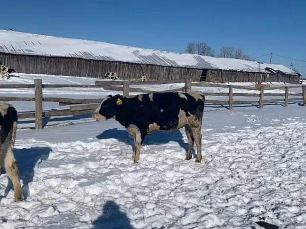 பசு, Russian Black pied cattle