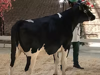 பசு, கோல்ஷ்டின் இனம்த் — புகைப்படம் 2