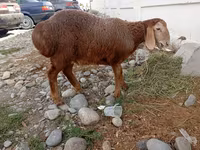 பெண் ஆடு, Arashan sheep — புகைப்படம் 1