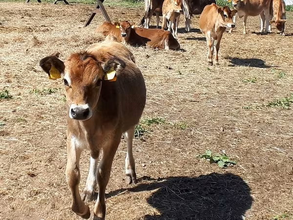 Bulle, Jersey-Rasse