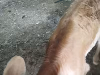 بقرة, Swiss cattle — الصورة 5