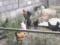 Chickens — புகைப்படம் 8