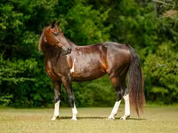 பெண் குதிரை, American paint horse — புகைப்படம் 3
