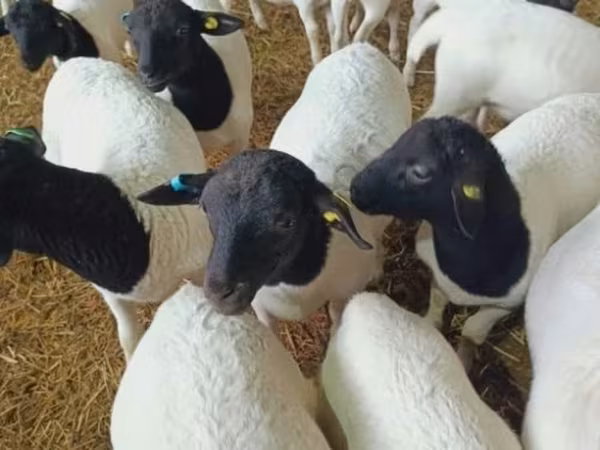 Schaf, Dorper sheep