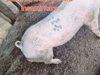 नर सूअर, सूअर — फ़ोटो 2