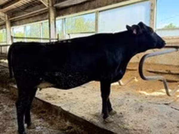 Holsteinras
