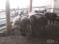 मेढ़ा, Arabi sheep — फ़ोटो 4