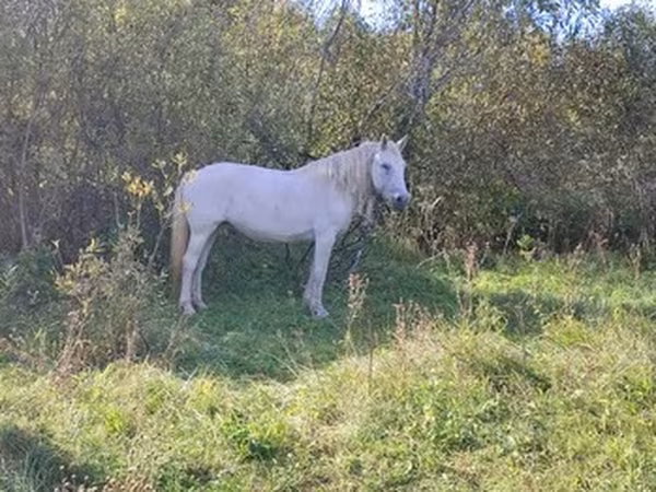 Chevaux